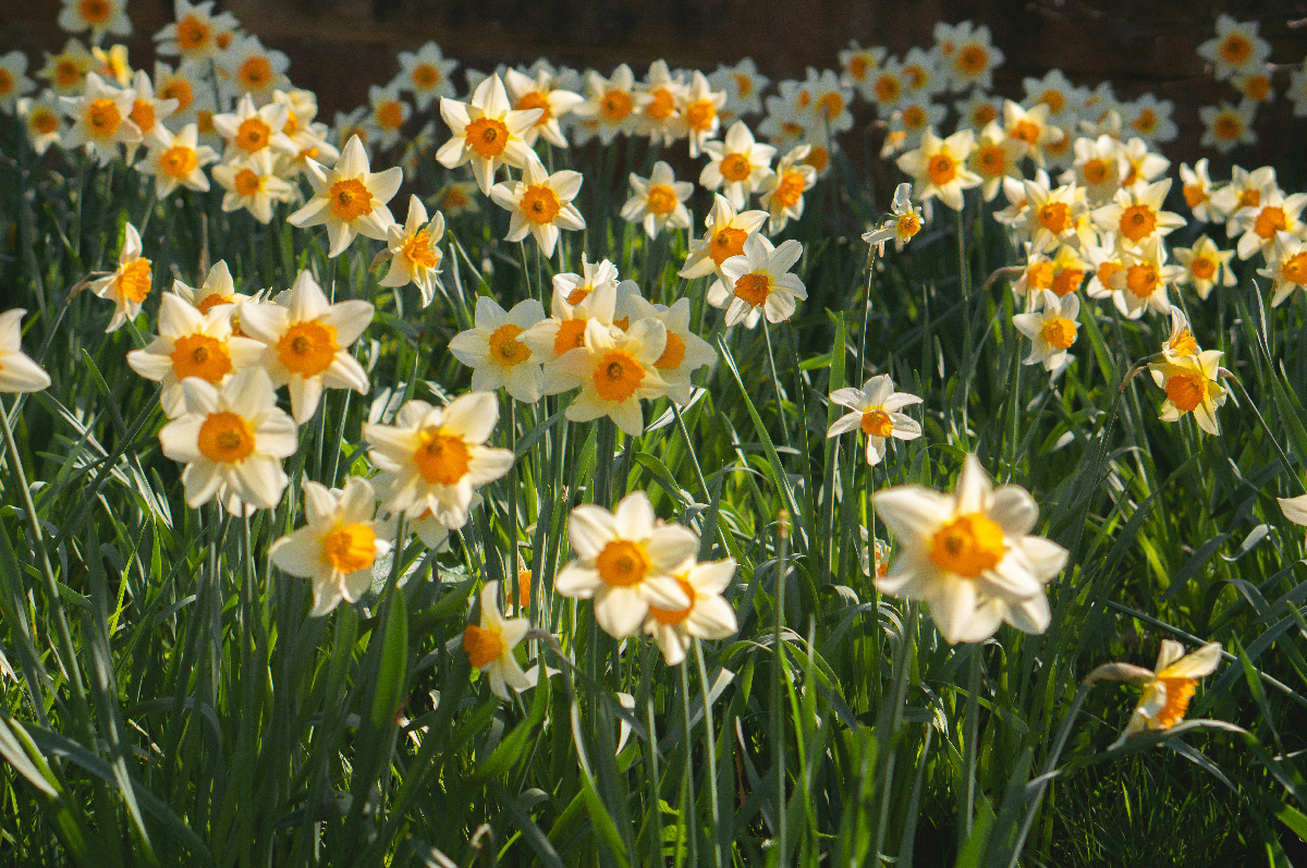 testdaffs.jpg